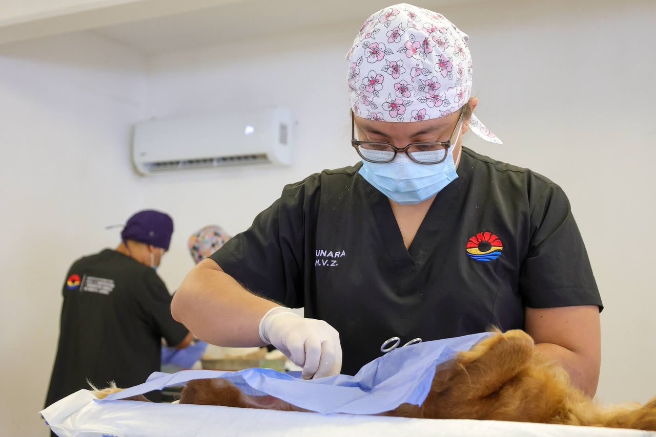 AUTORIDADES MUNICIPALES REALIZAN 150 ESTERILIZACIONES GRATUITAS A MASCOTAS