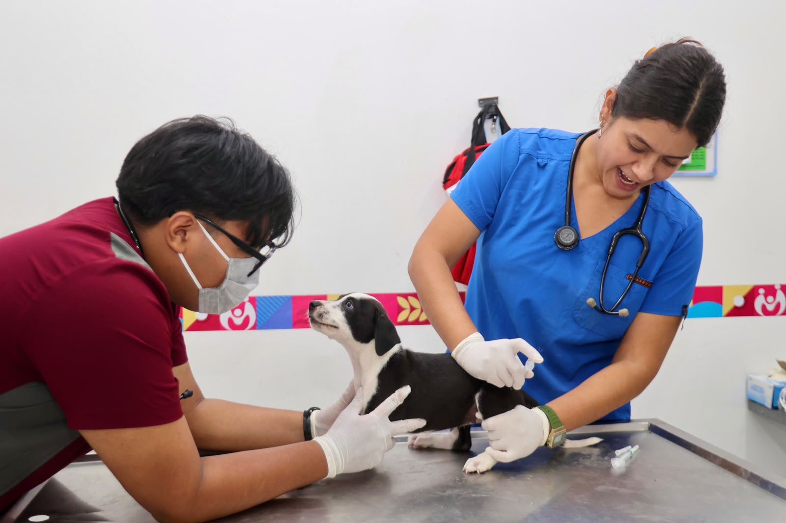 GOBIERNO DE ISLA MUJERES FORTALECE EL BIENESTAR ANIMAL CON SERVICIOS PERMANENTES Y ADOPCIÓN RESPONSABLE