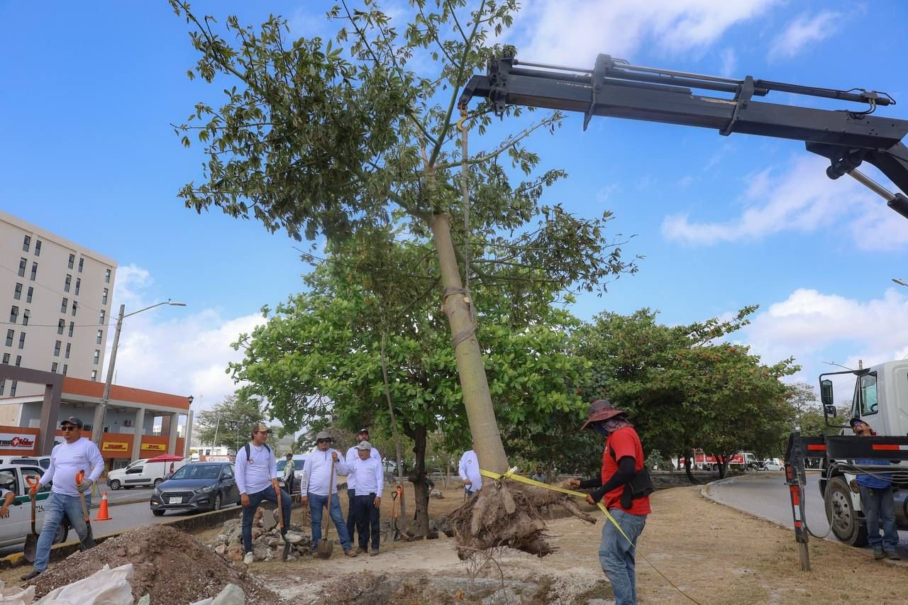 CELEBRA ANA PATY PERALTA 55 AÑOS DE HISTORIA DE CANCÚN CON LA SIEMBRA DE UN ÁRBOL CONMEMORATIVO