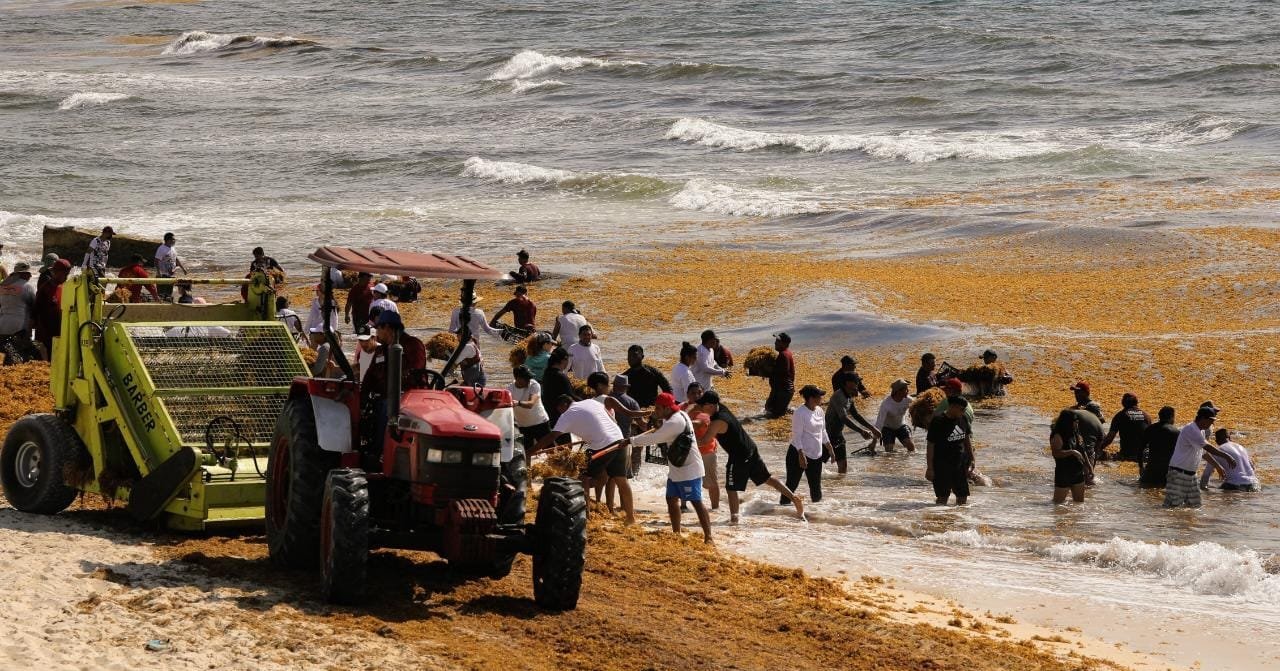 EXITOSA JORNADA DE “TODOS CONTRA EL SARGAZO” EN CANCÚN