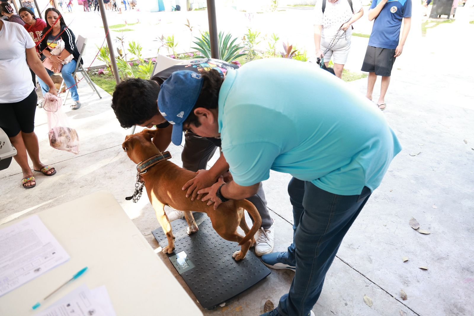 ATENEA GÓMEZ RICALDE IMPULSA EL BIENESTAR ANIMAL CON JORNADA GRATUITA DE ESTERILIZACIÓN EN ZONA CONTINENTAL