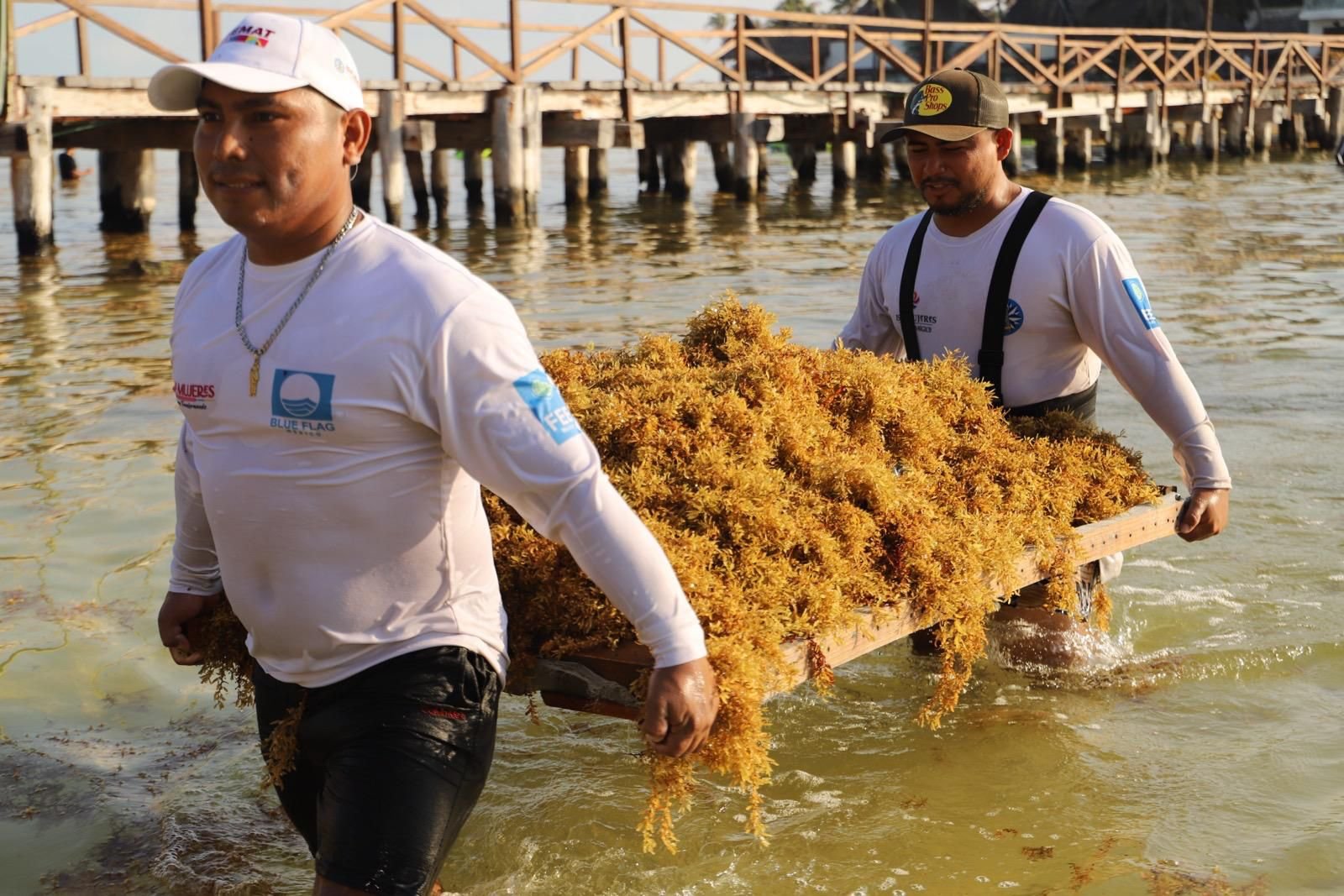 GOBIERNO DE ISLA MUJERES RESPONDE CON RAPIDEZ Y CON LA SOLIDARIA PARTICIPACIÓN DE LA COMUNIDAD ISLEÑA ANTE RECALE ATÍPICO DE SARGAZO
